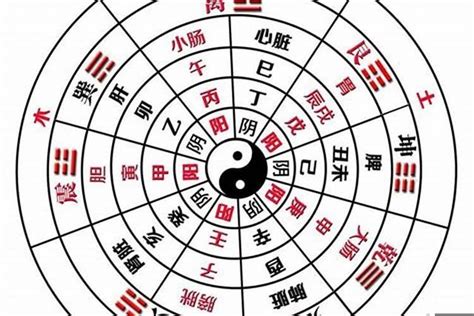 八字陰陽比例|八字的五行比例 